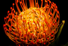 Load image into Gallery viewer, Ornamental Pincushion - Study 2