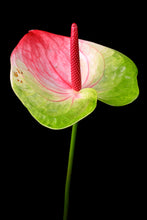 Load image into Gallery viewer, Painter's Palette