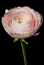 Load image into Gallery viewer, Persian Buttercup - Study 1