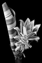 Load image into Gallery viewer, Pineapple Plant - Study 2