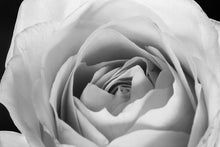Load image into Gallery viewer, Rose Petals