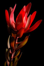 Load image into Gallery viewer, Safari Sunset - Study 1