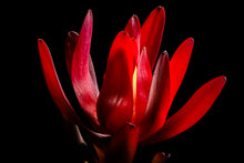Load image into Gallery viewer, Safari Sunset - Study 2