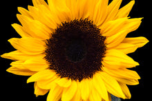 Load image into Gallery viewer, Sunflower - Study 2