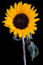Load image into Gallery viewer, Sunflower - Study 3