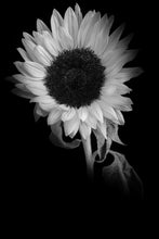 Load image into Gallery viewer, Sunflower - Study 4