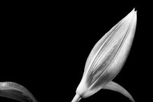 Load image into Gallery viewer, Budding Lilium - Study 1
