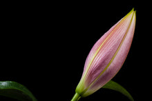 Load image into Gallery viewer, Budding Lilium - Study 2