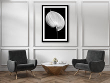 Load image into Gallery viewer, Anthurium - Study 5