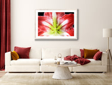 Load image into Gallery viewer, Amaryllis - Study 1