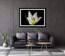 Load image into Gallery viewer, White Lily - Study 1