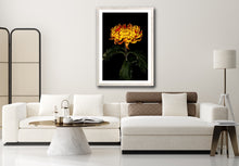 Load image into Gallery viewer, Chrysanthemum - Study 5