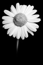 Load image into Gallery viewer, Oxeye Daisy - Study 1