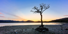 Load image into Gallery viewer, Lonely Tree