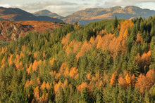Load image into Gallery viewer, Autumn Foliage