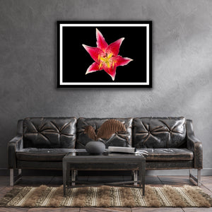 Lilium - Study 4