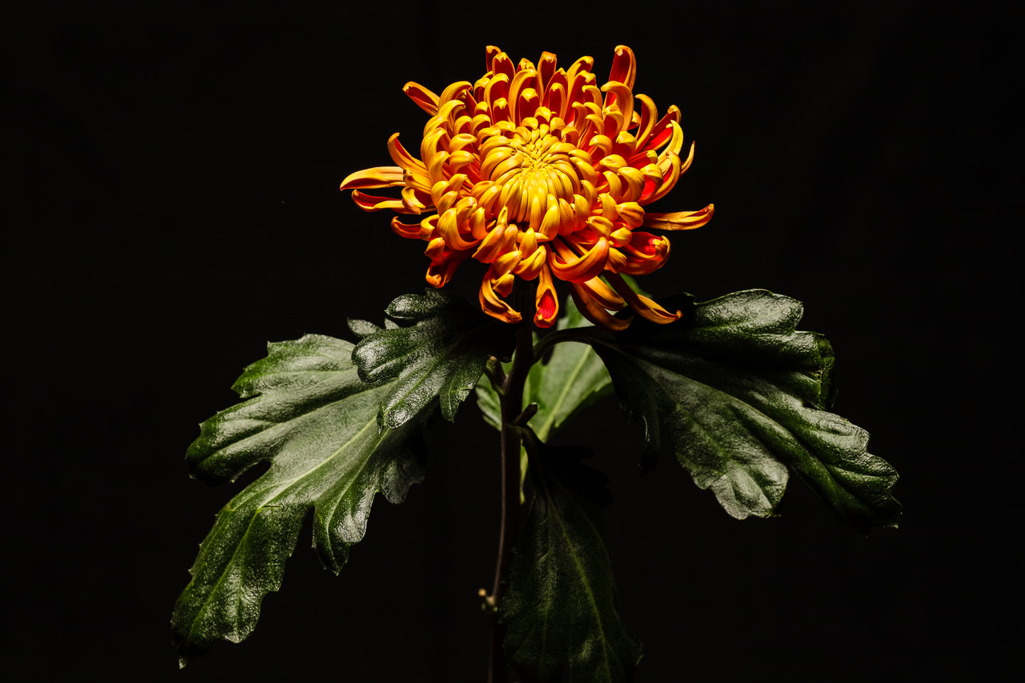 Chrysanthemum - Study 1