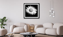 Load image into Gallery viewer, Oxeye Daisy - Study 2
