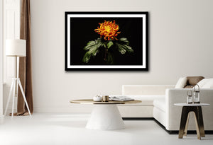 Chrysanthemum - Study 1