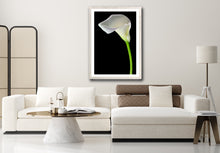 Load image into Gallery viewer, Calla Lily - Study 7
