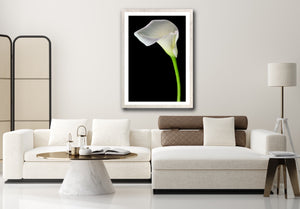 Calla Lily - Study 7