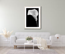Load image into Gallery viewer, Calla Lily - Study 4
