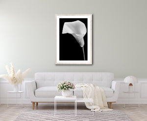 Calla Lily - Study 4