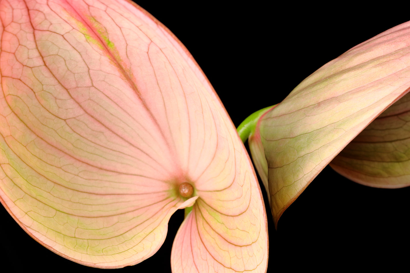 Anthurium - Study 1