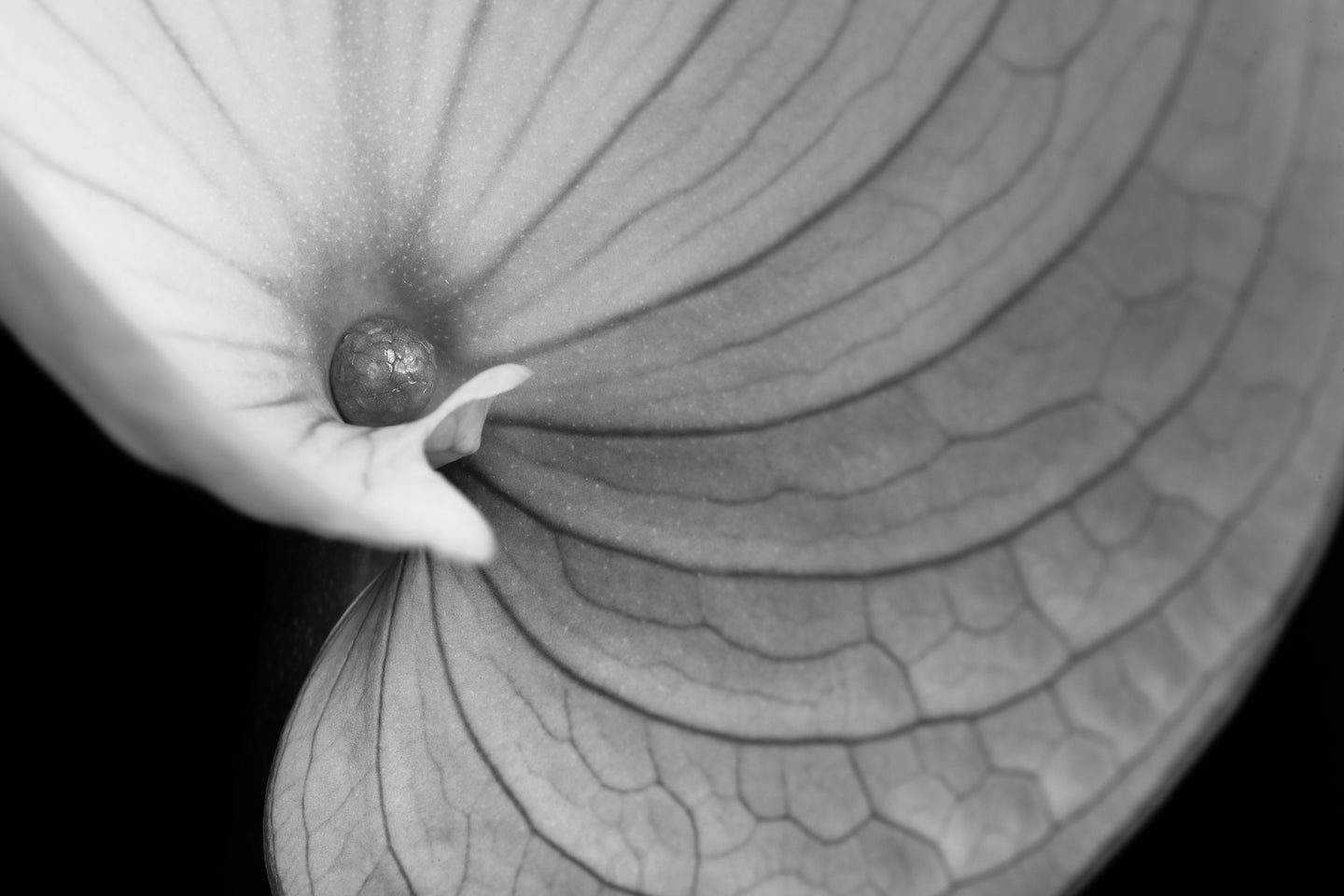 Anthurium - Study 3