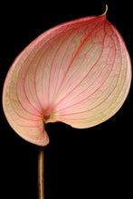 Load image into Gallery viewer, Anthurium - Study 4
