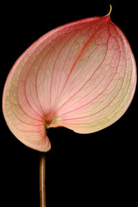 Anthurium - Study 4