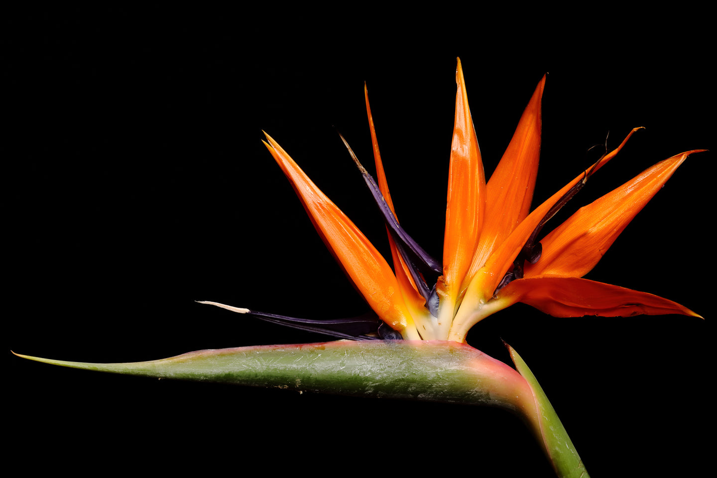 Bird of Paradise - Study 1