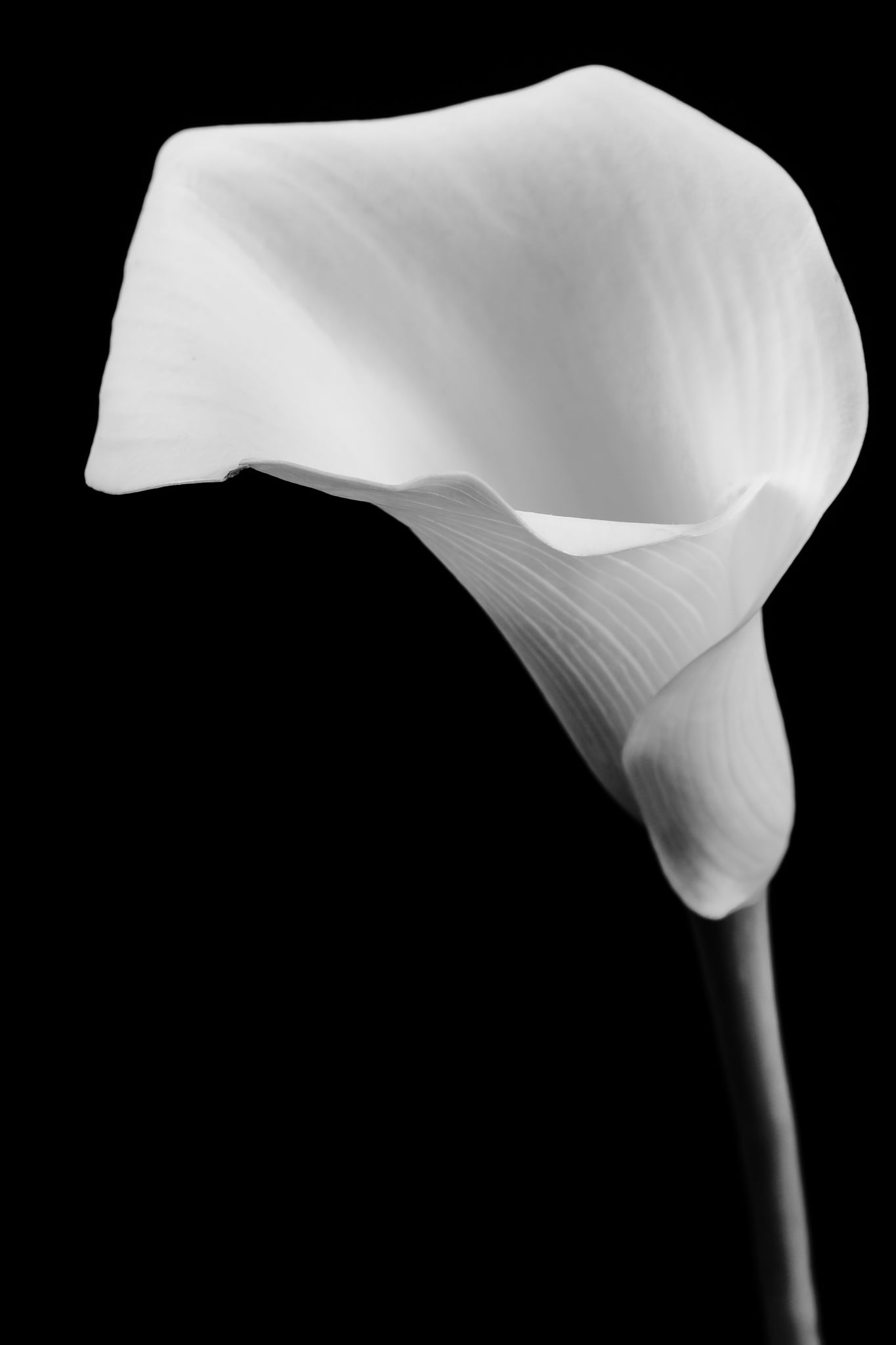 Calla Lily - Study 4