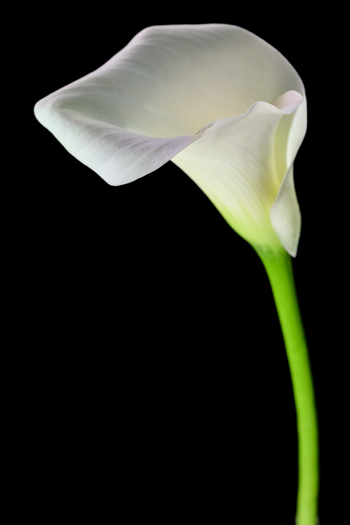 Calla Lily - Study 7