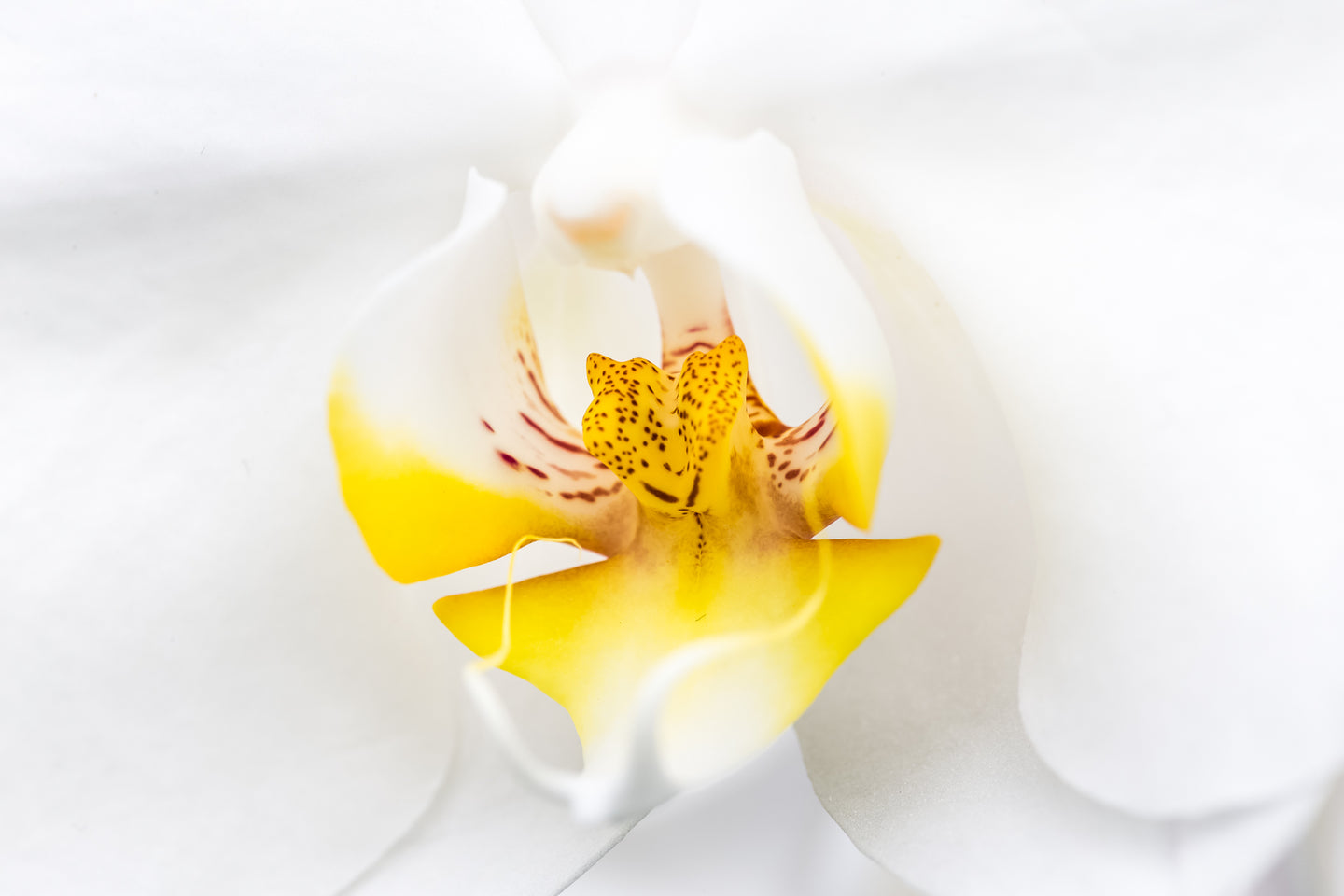 Cascade Orchid - Study 1