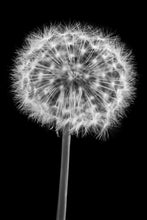 Load image into Gallery viewer, Dandelion Clock
