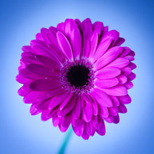 Load image into Gallery viewer, Gerbera - Study 1
