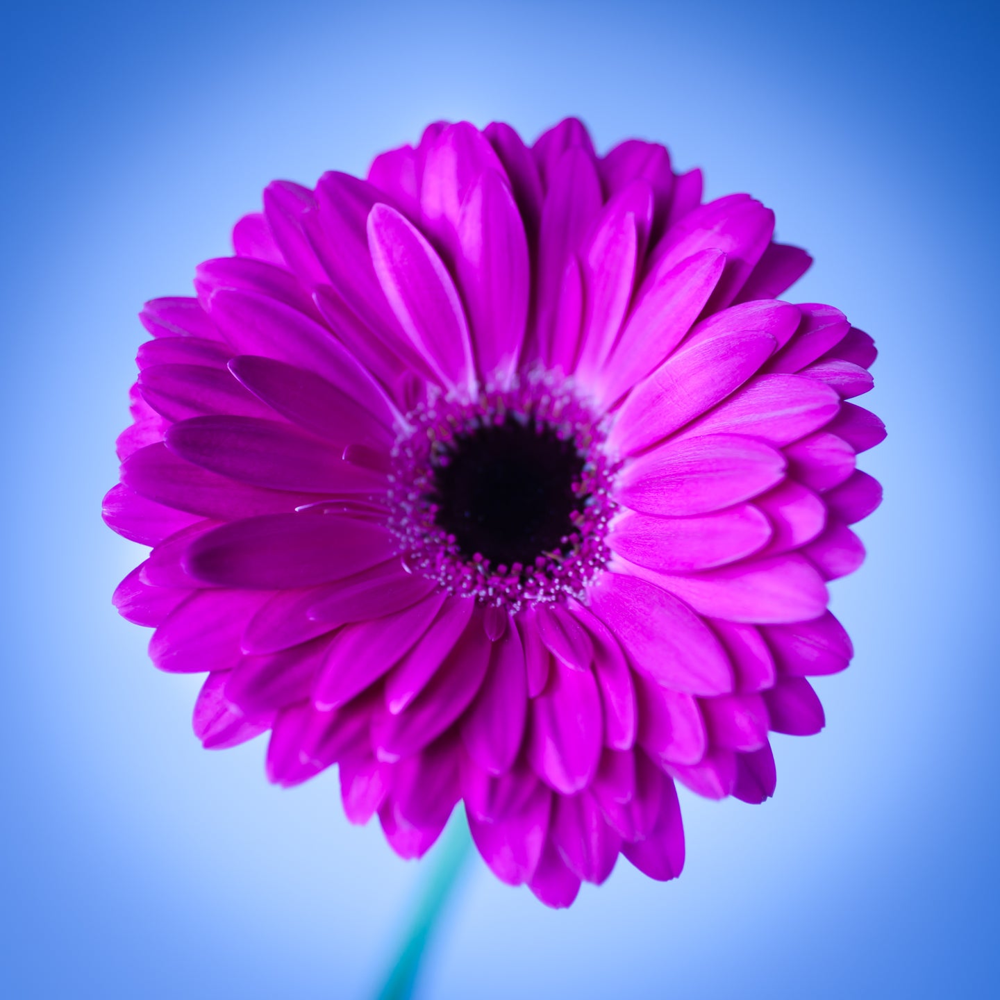 Gerbera - Study 1