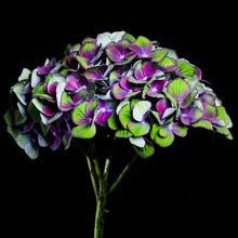 Load image into Gallery viewer, Hydrangea - Study 6

