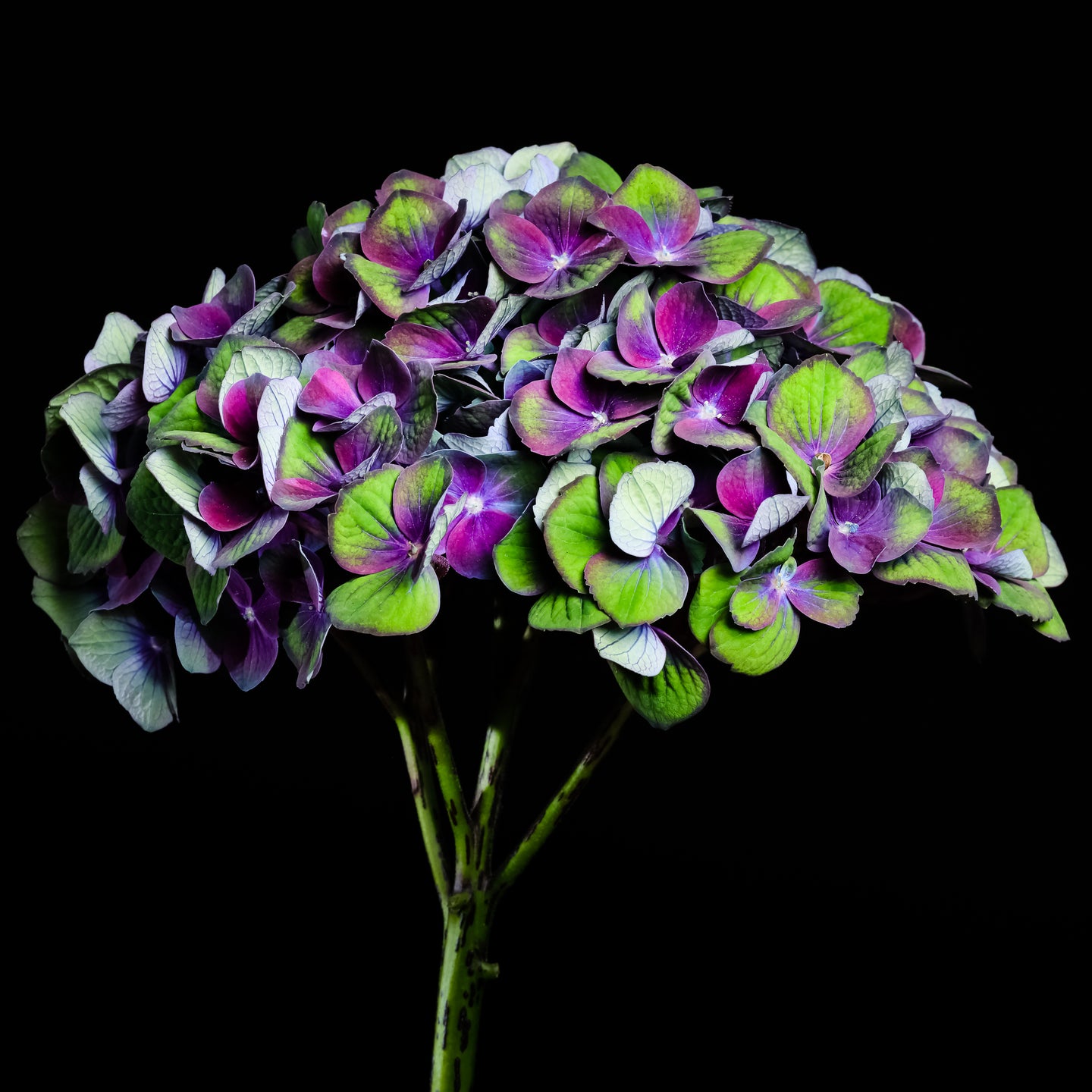 Hydrangea - Study 6