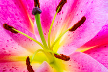 Load image into Gallery viewer, Lilium - Study 6
