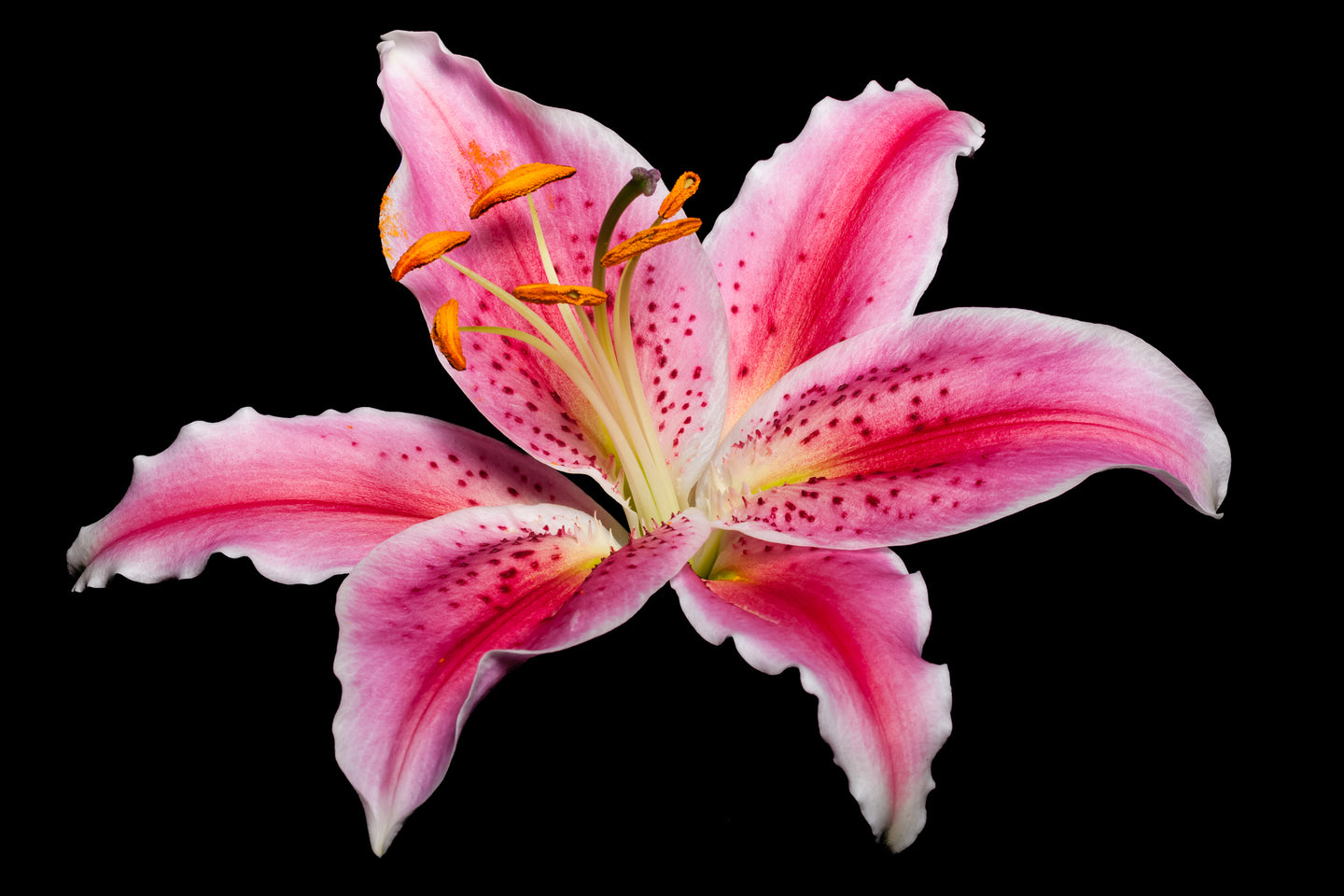 Lilium - Study 2