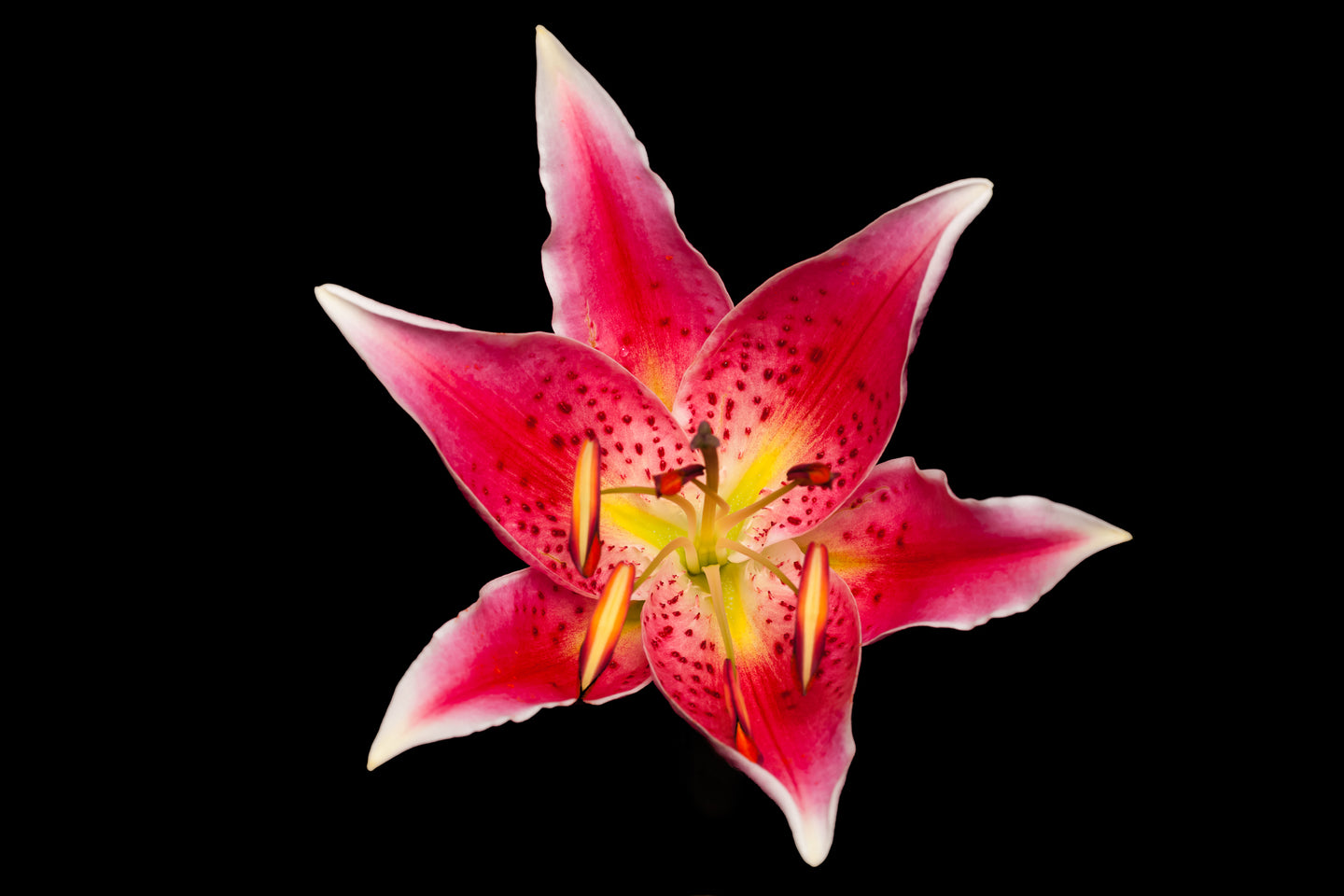Lilium - Study 4
