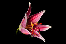 Load image into Gallery viewer, Lilium - Study 3
