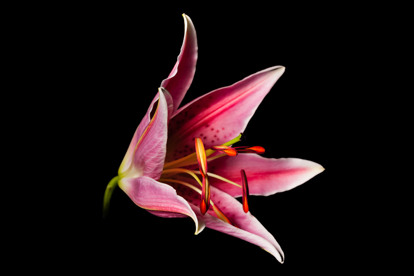 Lilium - Study 3
