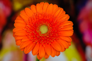 Orange Gerbera - Study 2