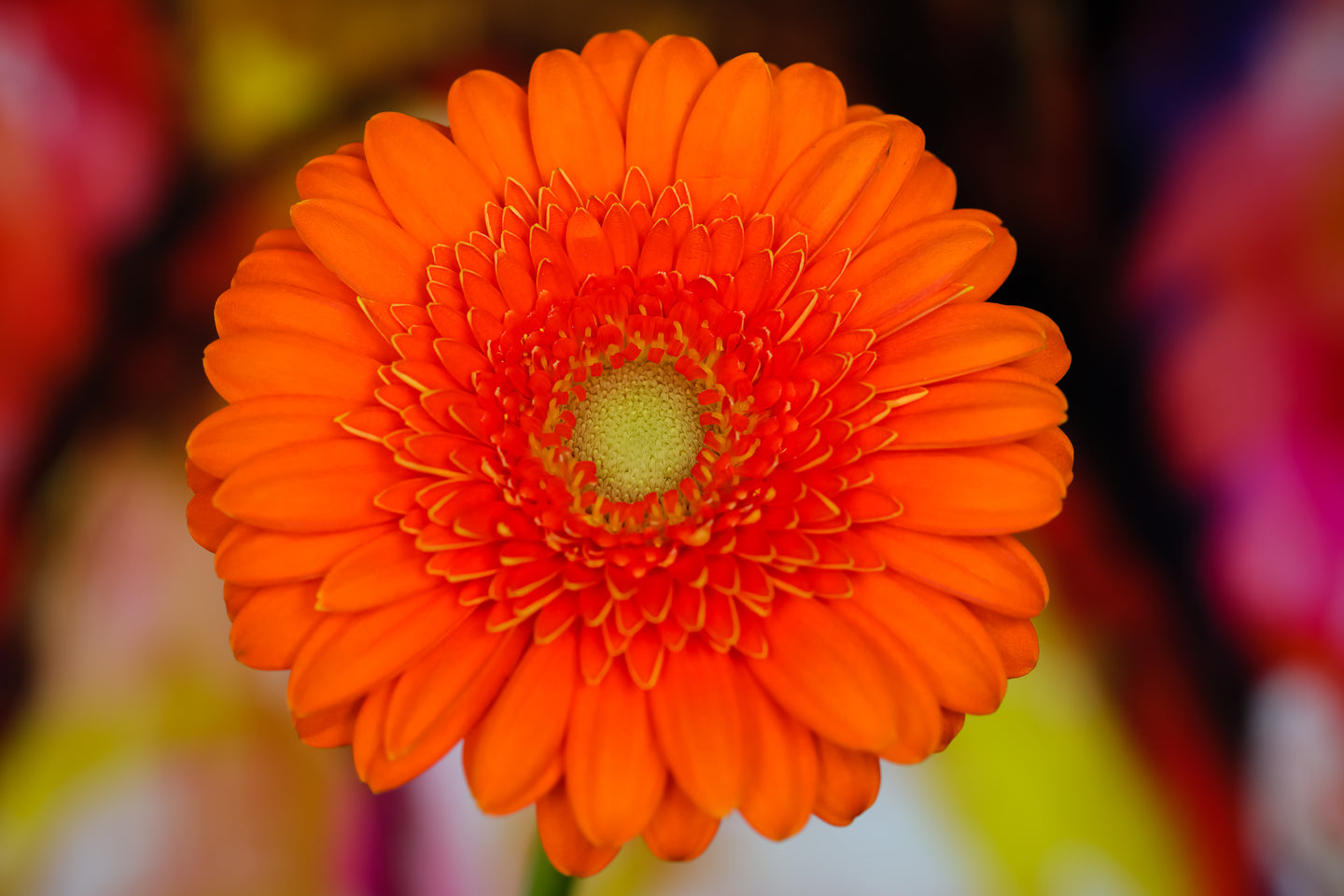 Orange Gerbera - Study 2