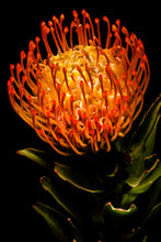 Load image into Gallery viewer, Ornamental Pincushion - Study 1
