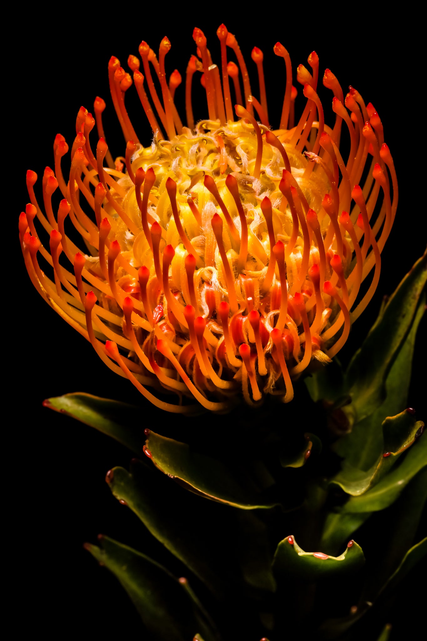 Ornamental Pincushion - Study 1