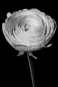 Persian Buttercup - Study 3